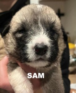 SAM AVAILABLE TO ADOPT